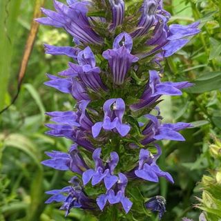 Lobelia siphilitica in bloom