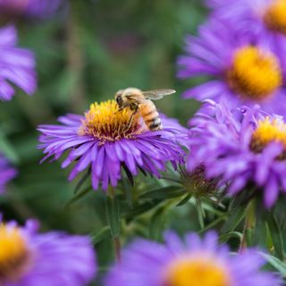 Honey bee on purple flower
