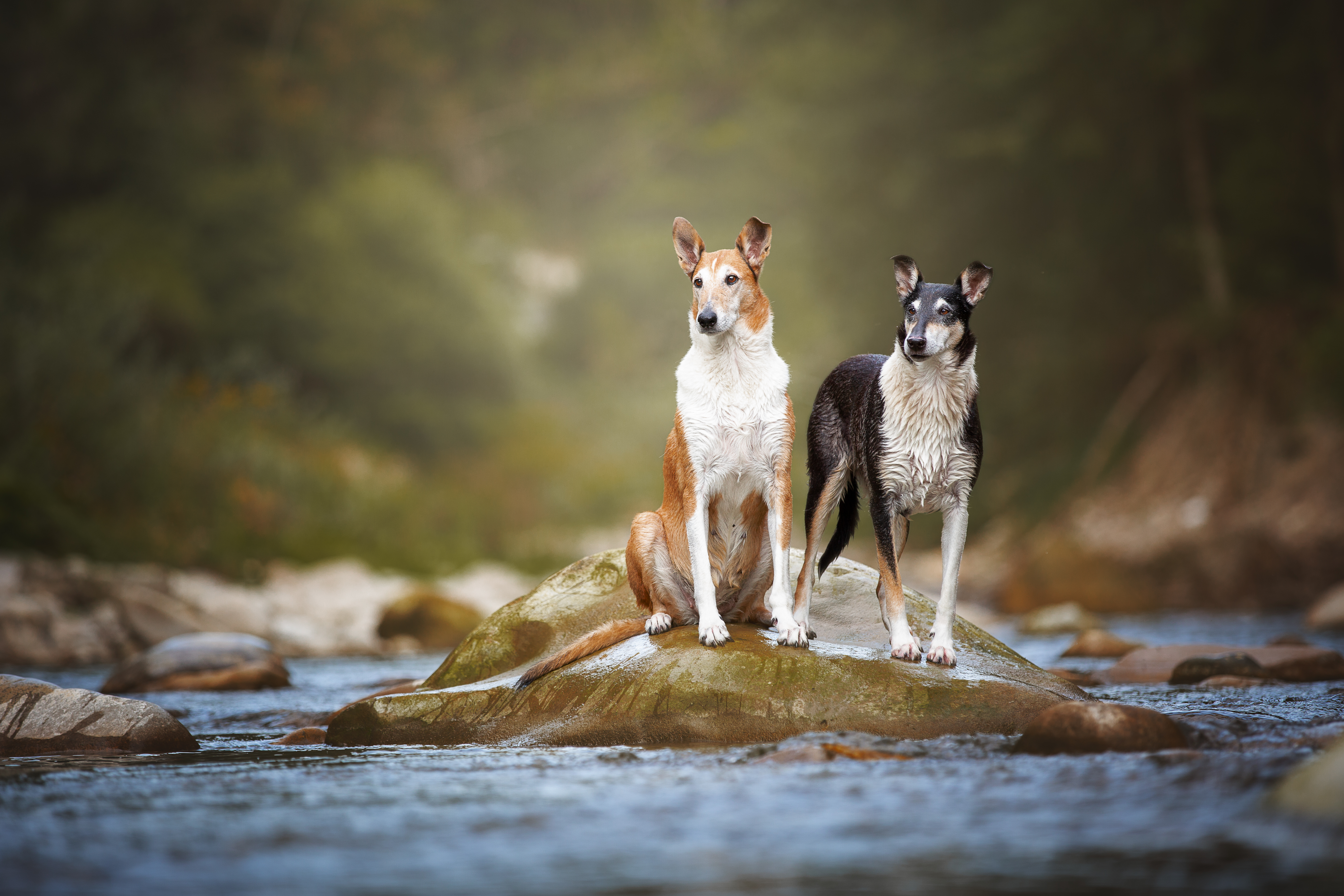 Two Smooth Collies, one sable-and-white and one tricolour, stand together on a rock in the middle of a shallow river, their coats wet from the water.