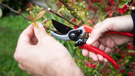 A close up of a gardener pruning a plant 