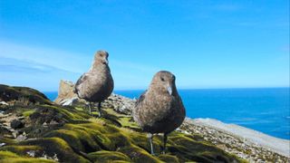 Two brown skua birds, brown gull type birds, with sharp beaks and webbed feet, stand on green and brown cliffs on Bird Island, with blue water and sky behind them.