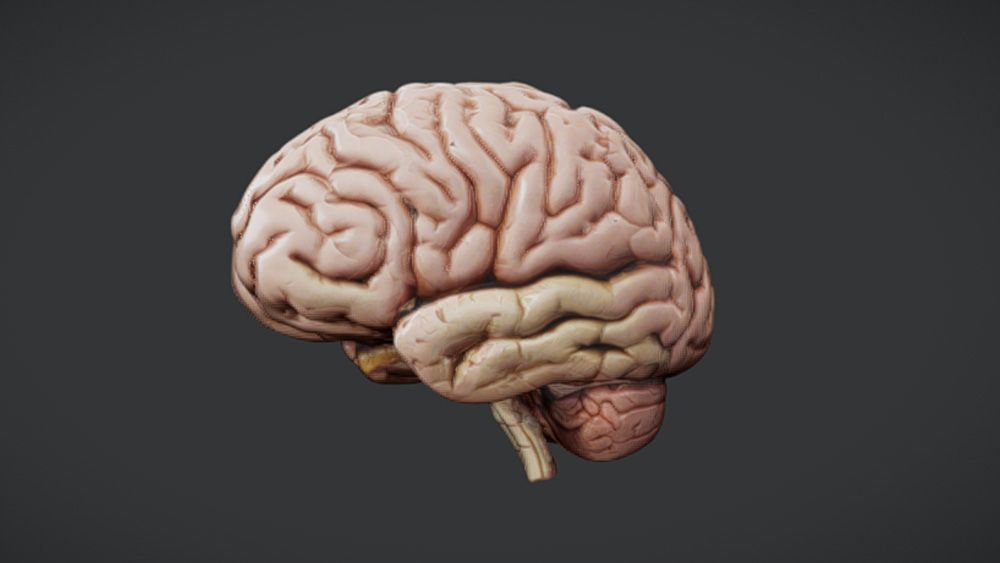 A detailed 3D model of the brain, one of the best free 3D models