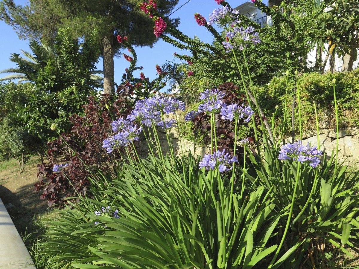 Agapanthus Companion Plants Learn About Plants That Grow Well With