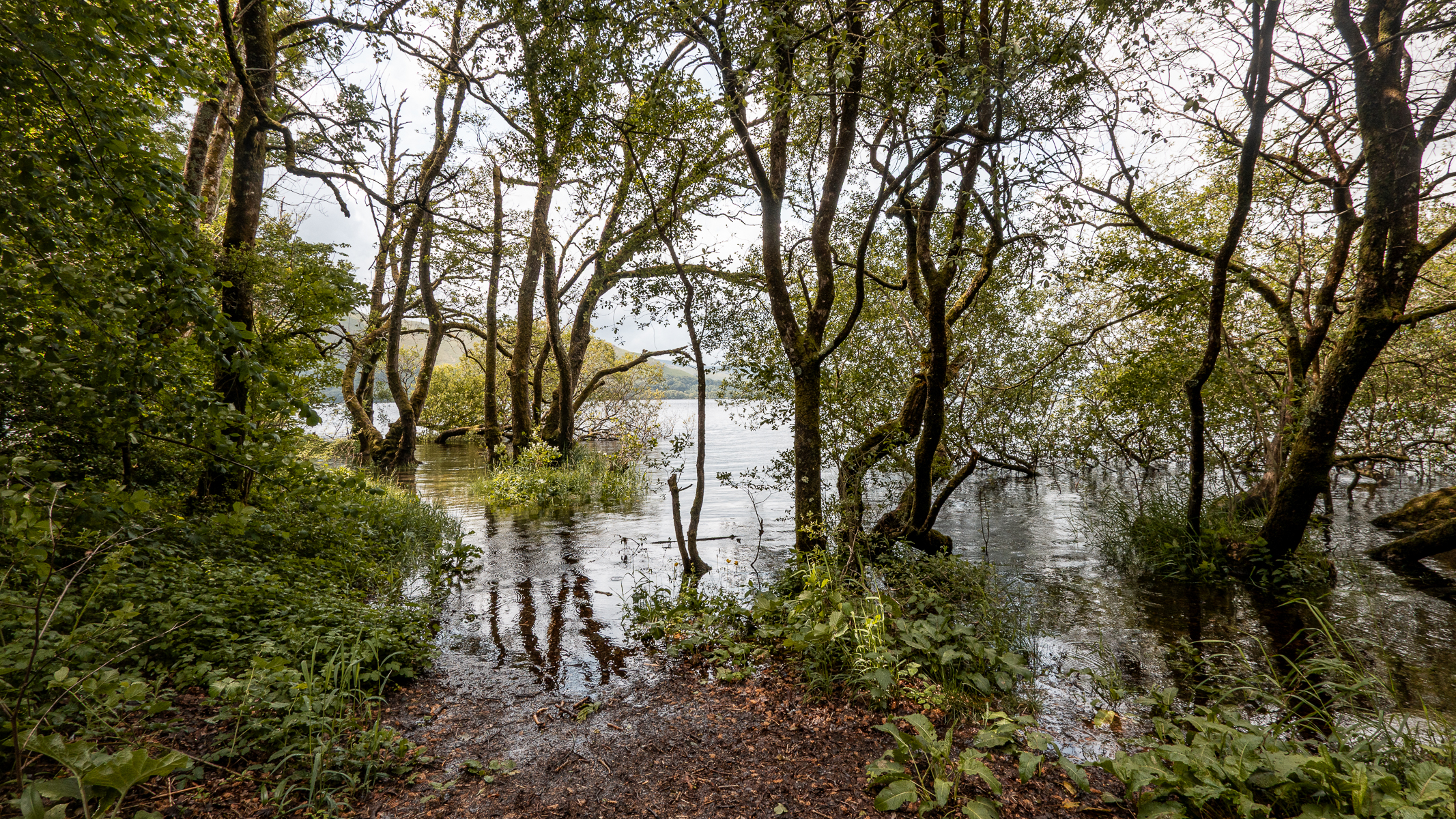 woodland area leading out to a lake