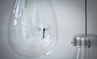 Each insect is then affixed to the inside of its globe with a thin wire, allowing an emulation of natural movement