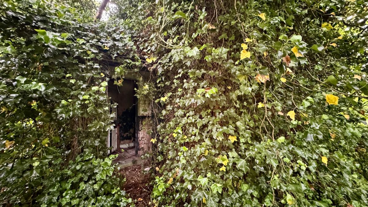 A house completely covered in ivy with just a door in view