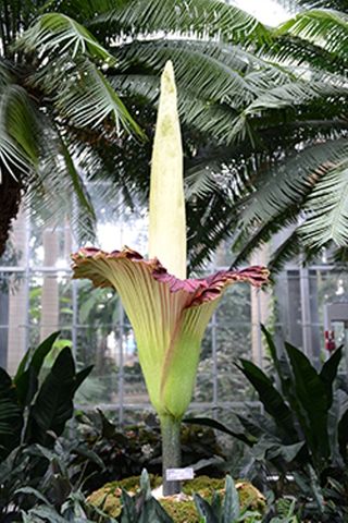 This image shows the corpse flower on display at the U.S. Botanic Garden Conservatory, blooming on July 22.