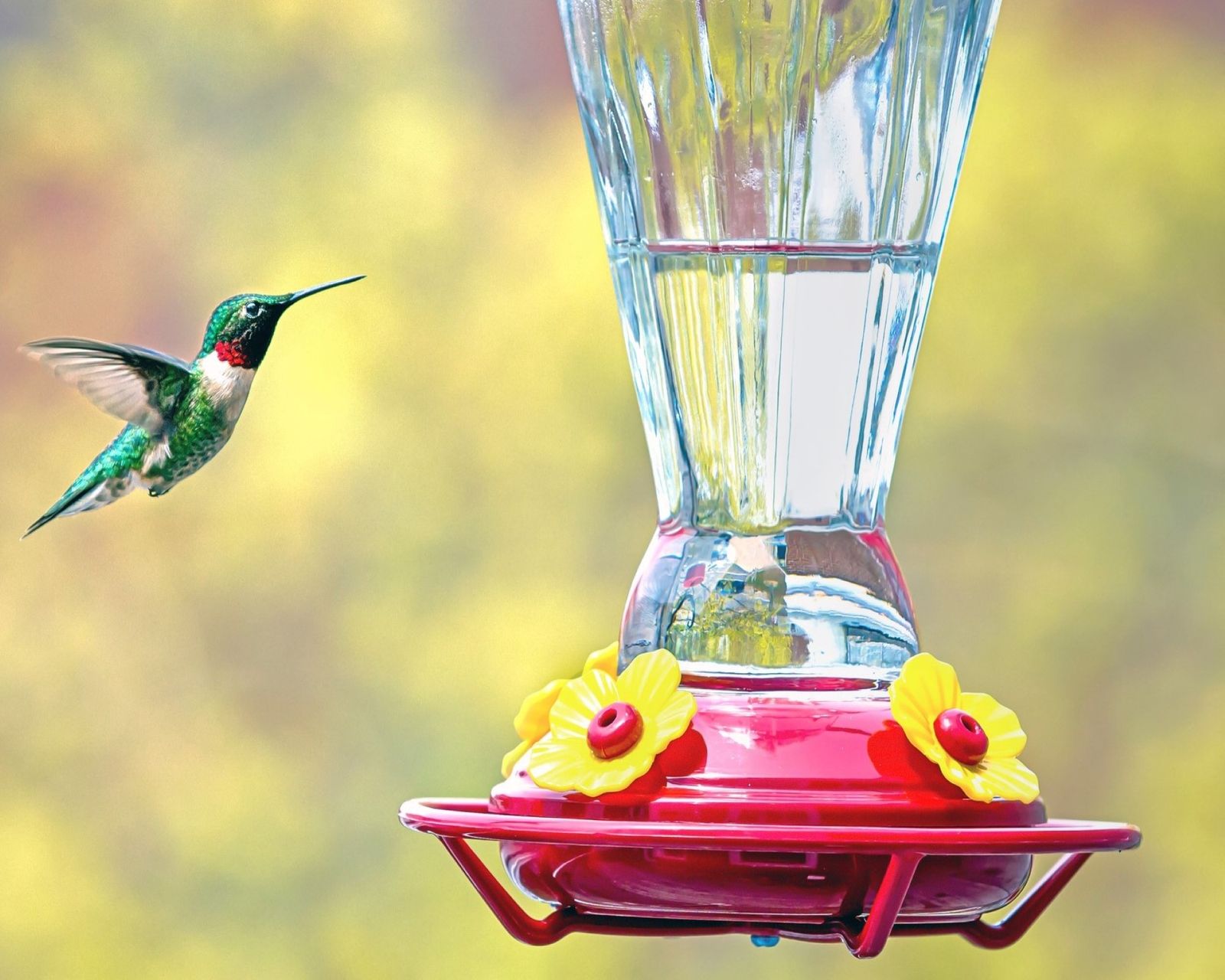 How to keep bees away from hummingbird feeders Real Homes