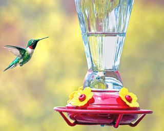A hummingbird feeder with hummingbird