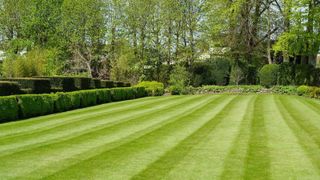 A green lawn with stripes and a hedge and trees towards the back