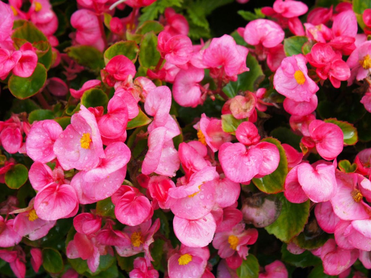 Pink Begonia Flowers