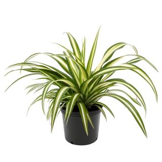Houseplants that help with sleep cut out