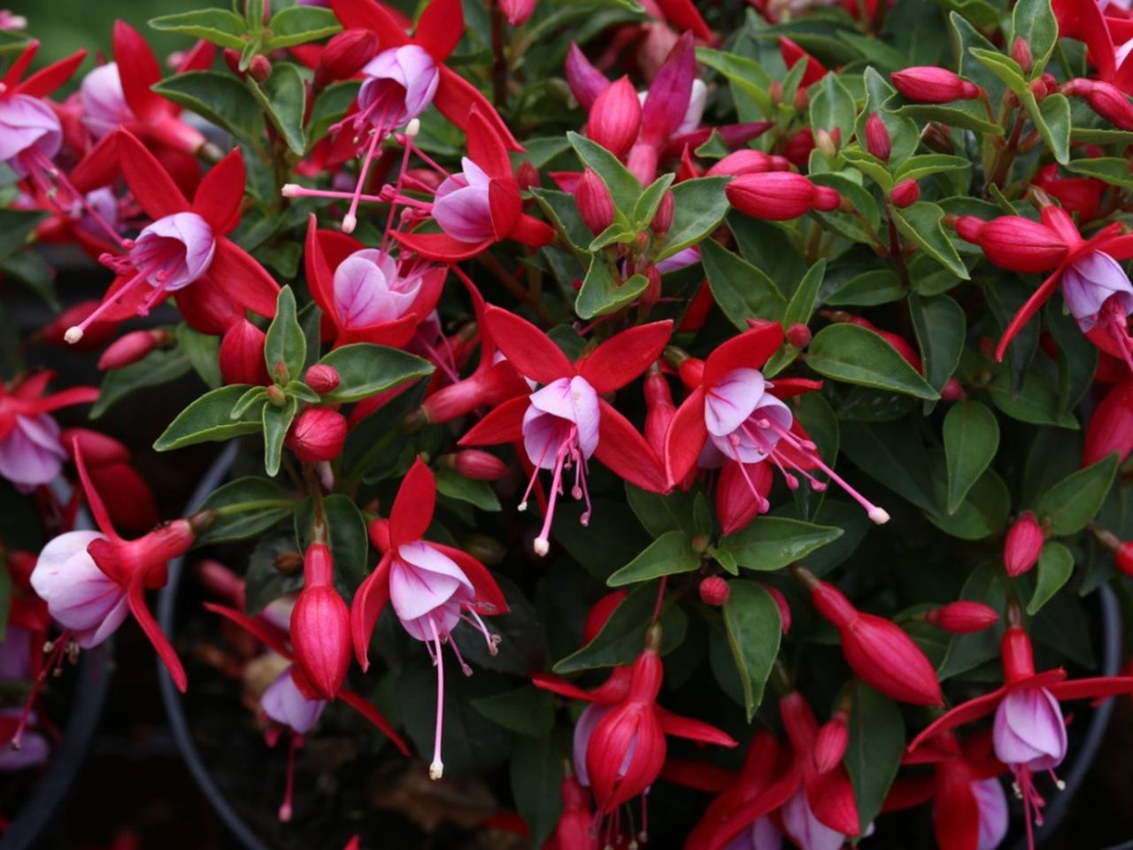 Fuchsia Plant