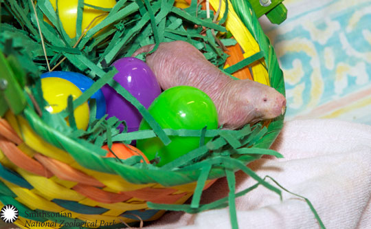 easter at the zoo