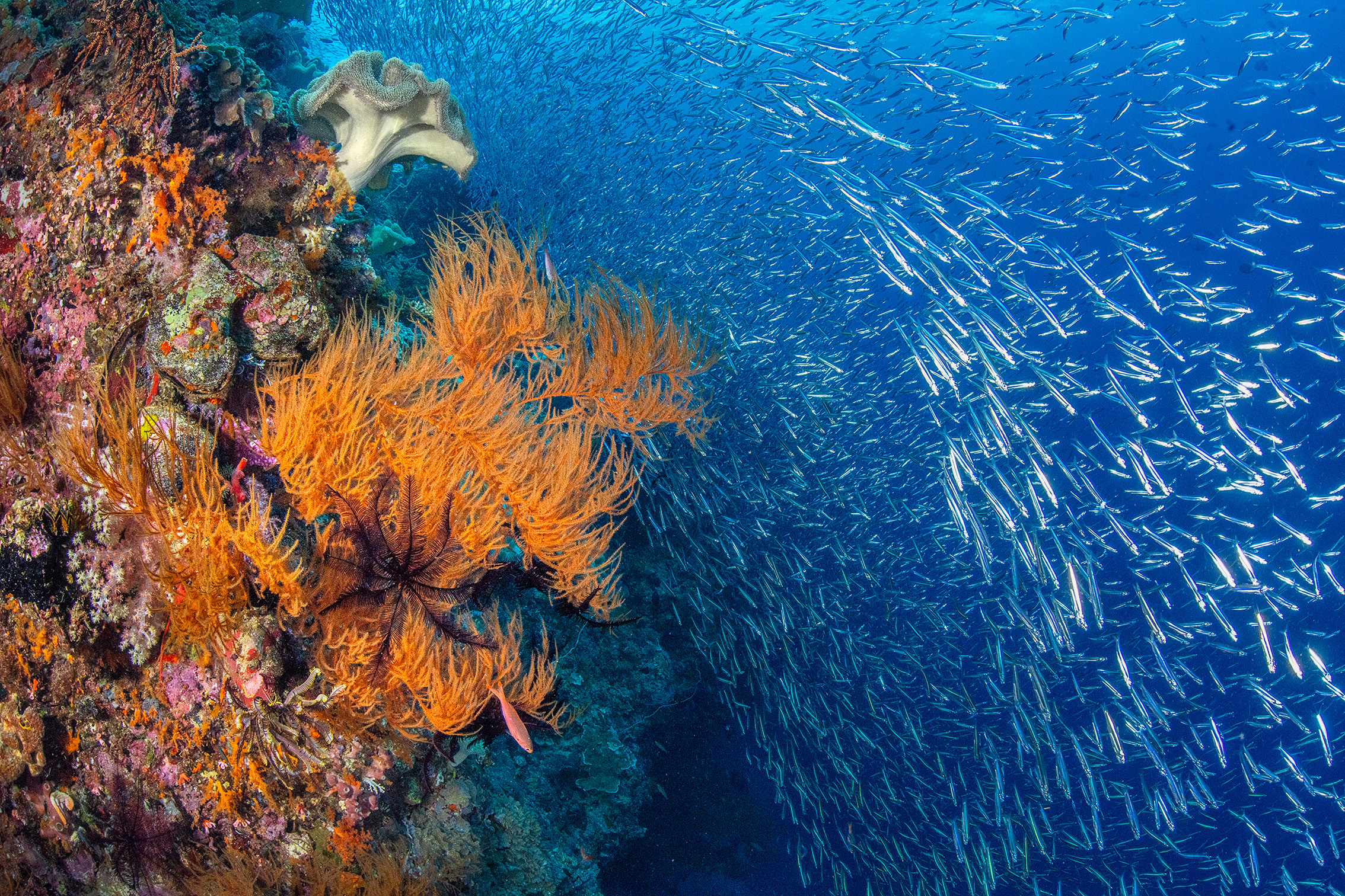 Vibrant coral reef scene featuring orange sea fans and a soft coral, with a school of small silver fish swimming in deep blue water