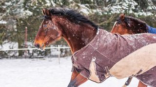 Horse wearing rug