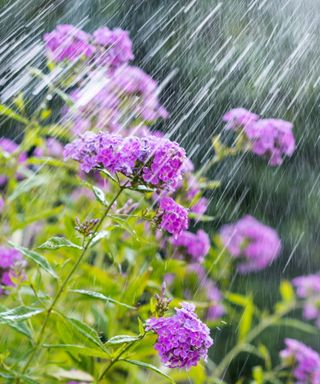 Watering phlox