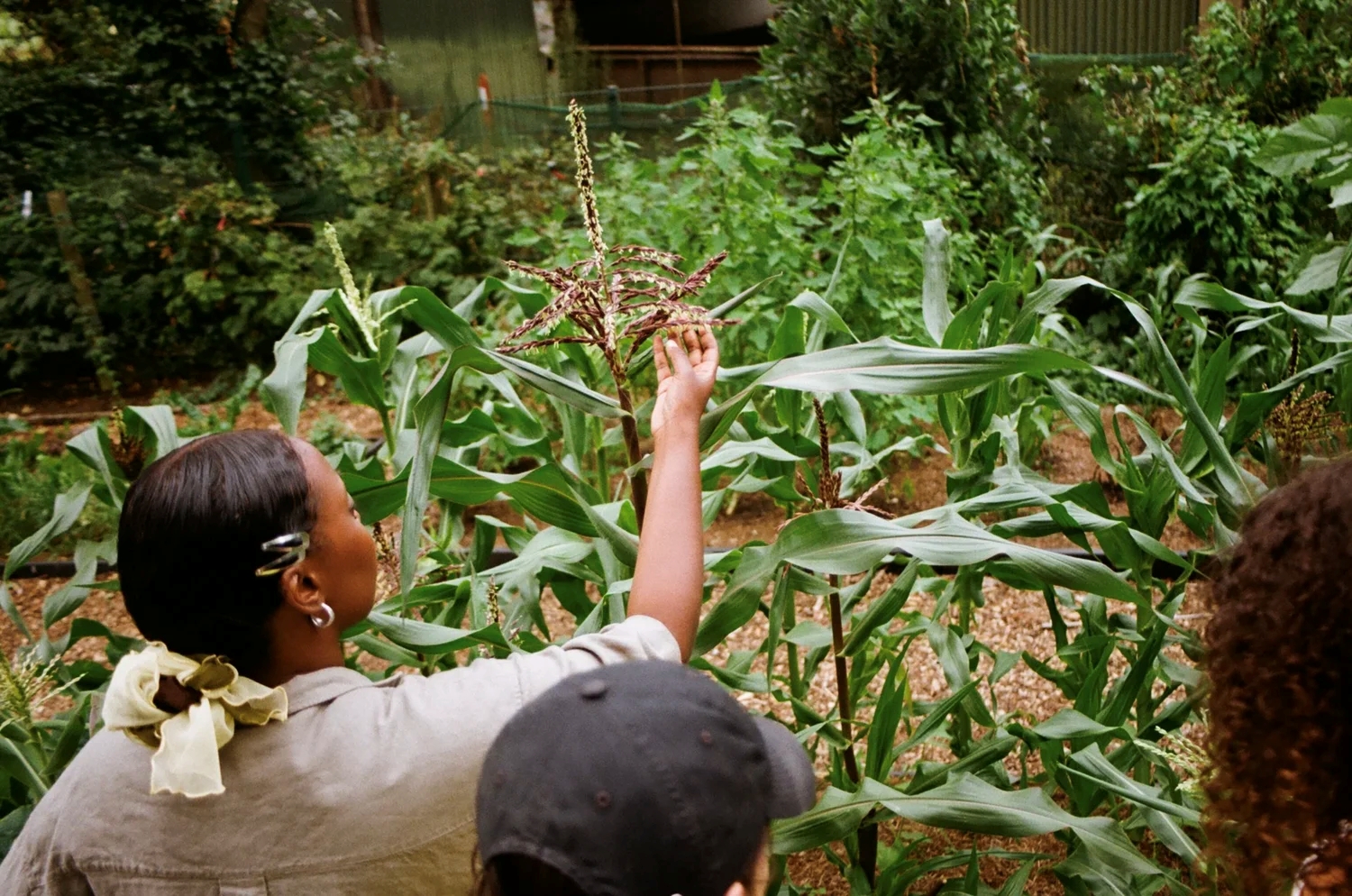 People eating, chatting, cooking in a community garden.