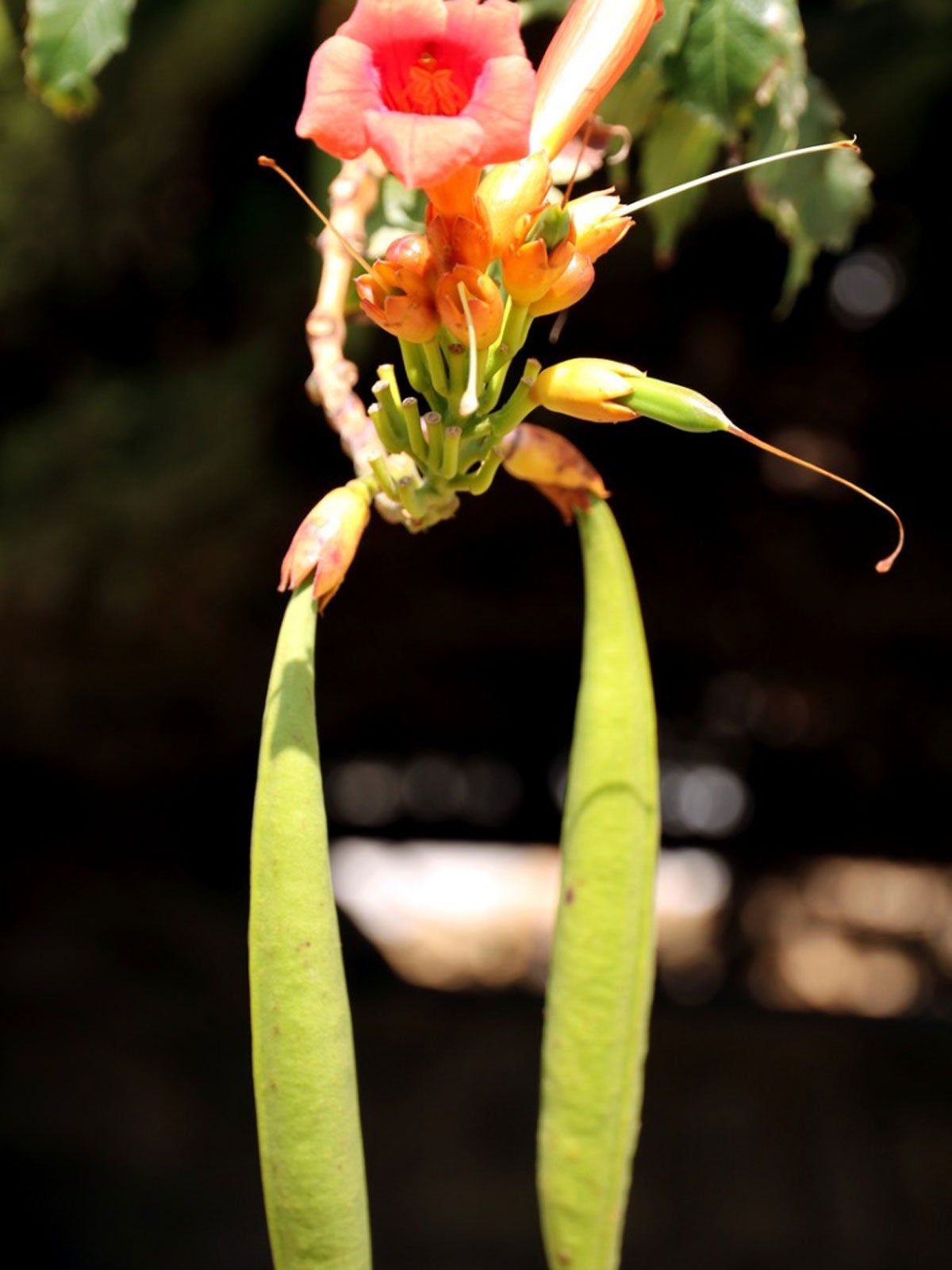 Trumpet Vine Seeds