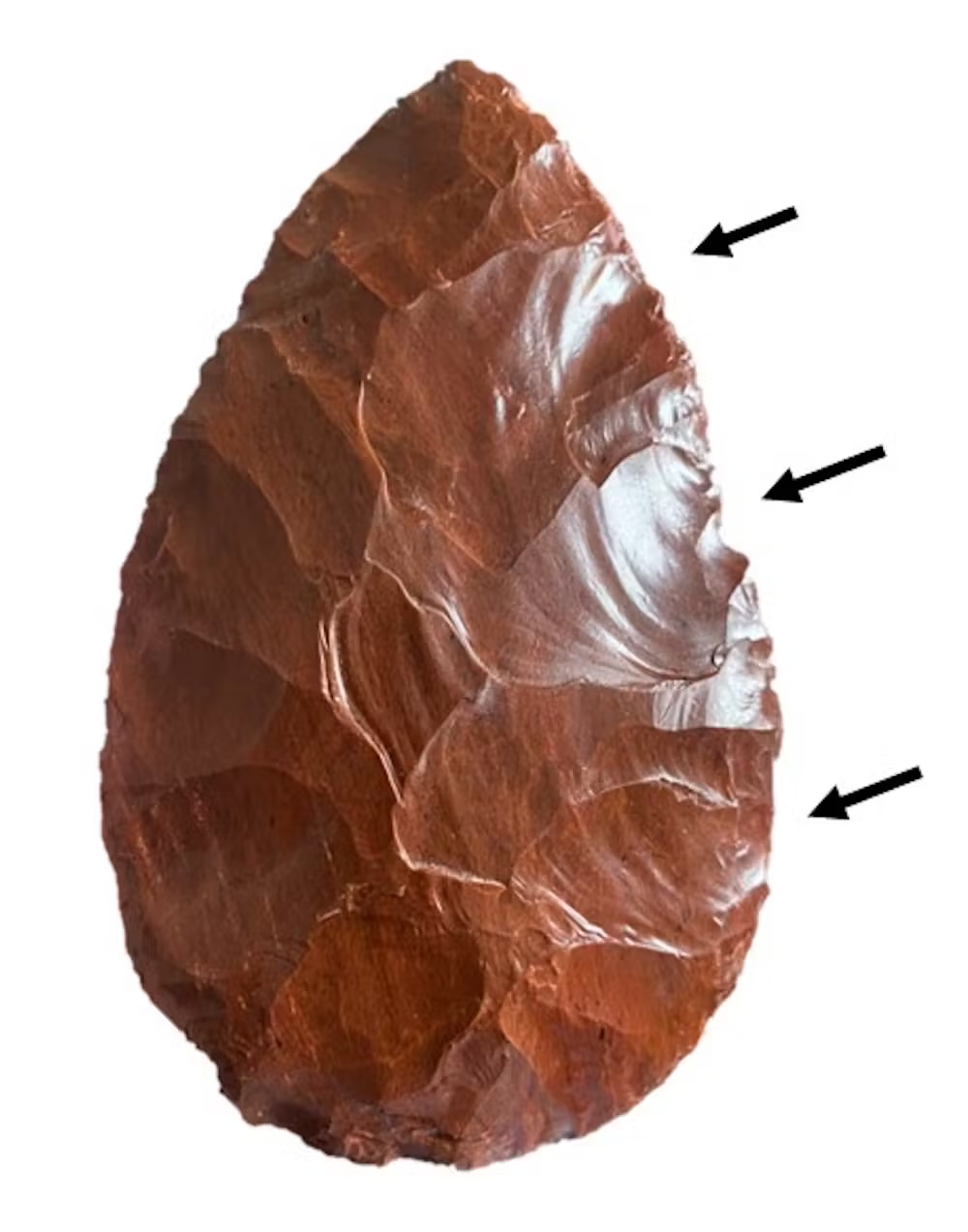 a close-up of a hand ax showing conchoidal fracture