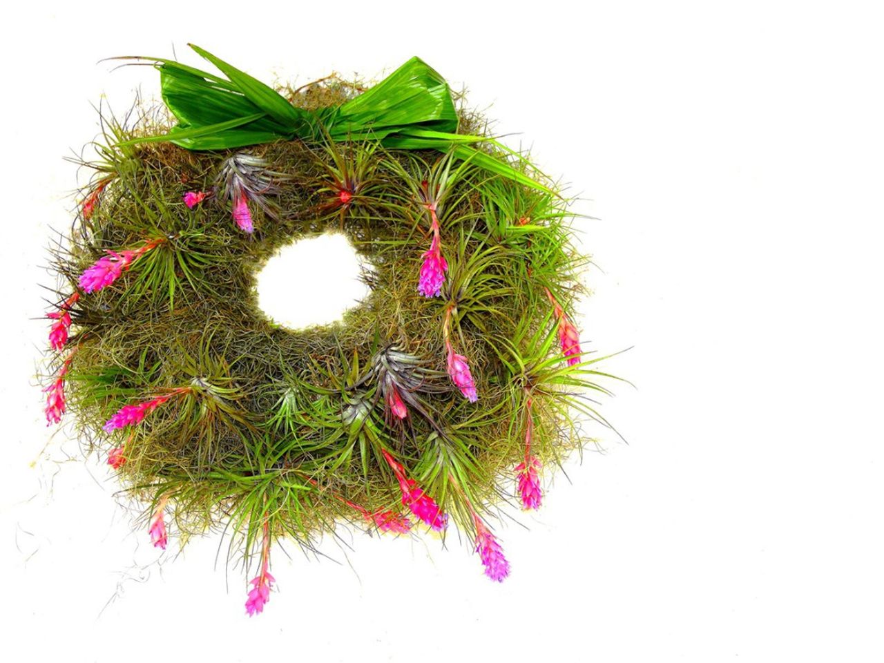 Homemade Air Plant Wreath