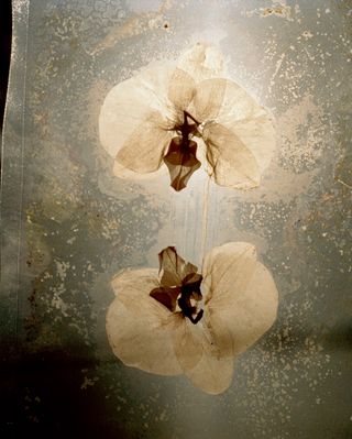 Image of Orchids Vacuum Packed Six Months