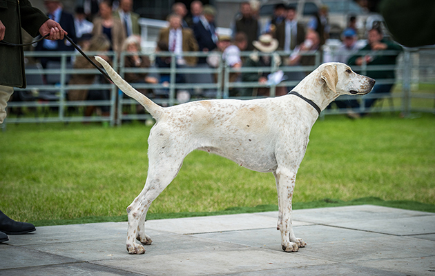 Beaufort Raspberry 14 stands champion bitch in the English foxhound ring