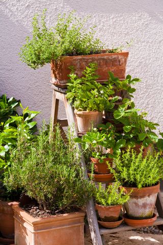 kitchen garden ideas: pots of herbs up steps