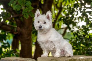 Westie in a wood