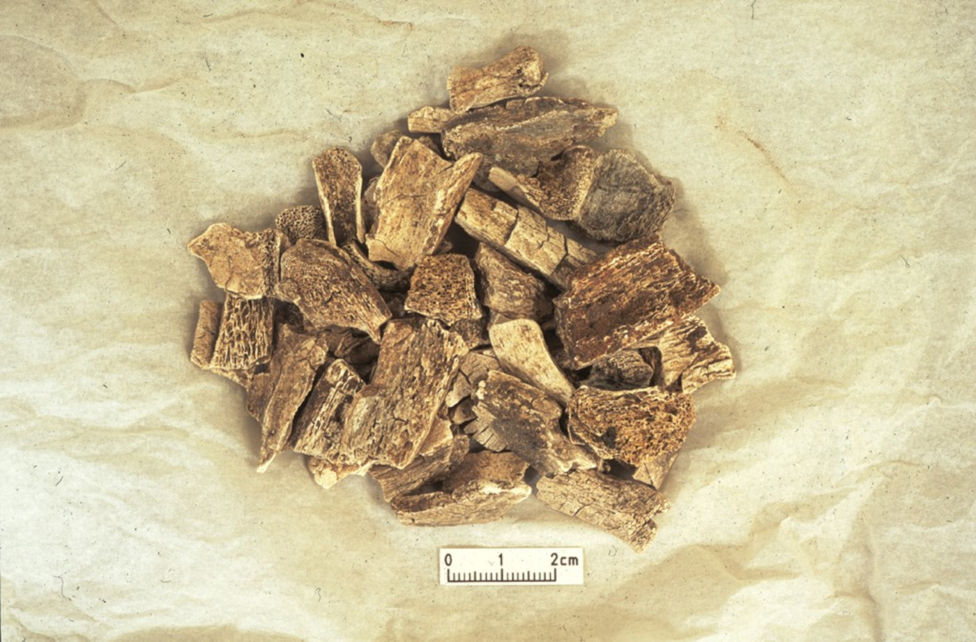 Cremated animal and human bone, pictured, were investigated at the Heath Wood Viking cremation cemetery in Derbyshire