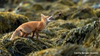 A red fox is poised to catch a crab mid-air on a seaweed-covered shoreline. The background is a blur of brown and green hues