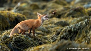 A red fox is poised to catch a crab mid-air on a seaweed-covered shoreline. The background is a blur of brown and green hues
