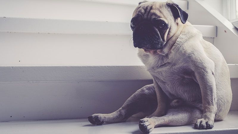 Dog on stairs