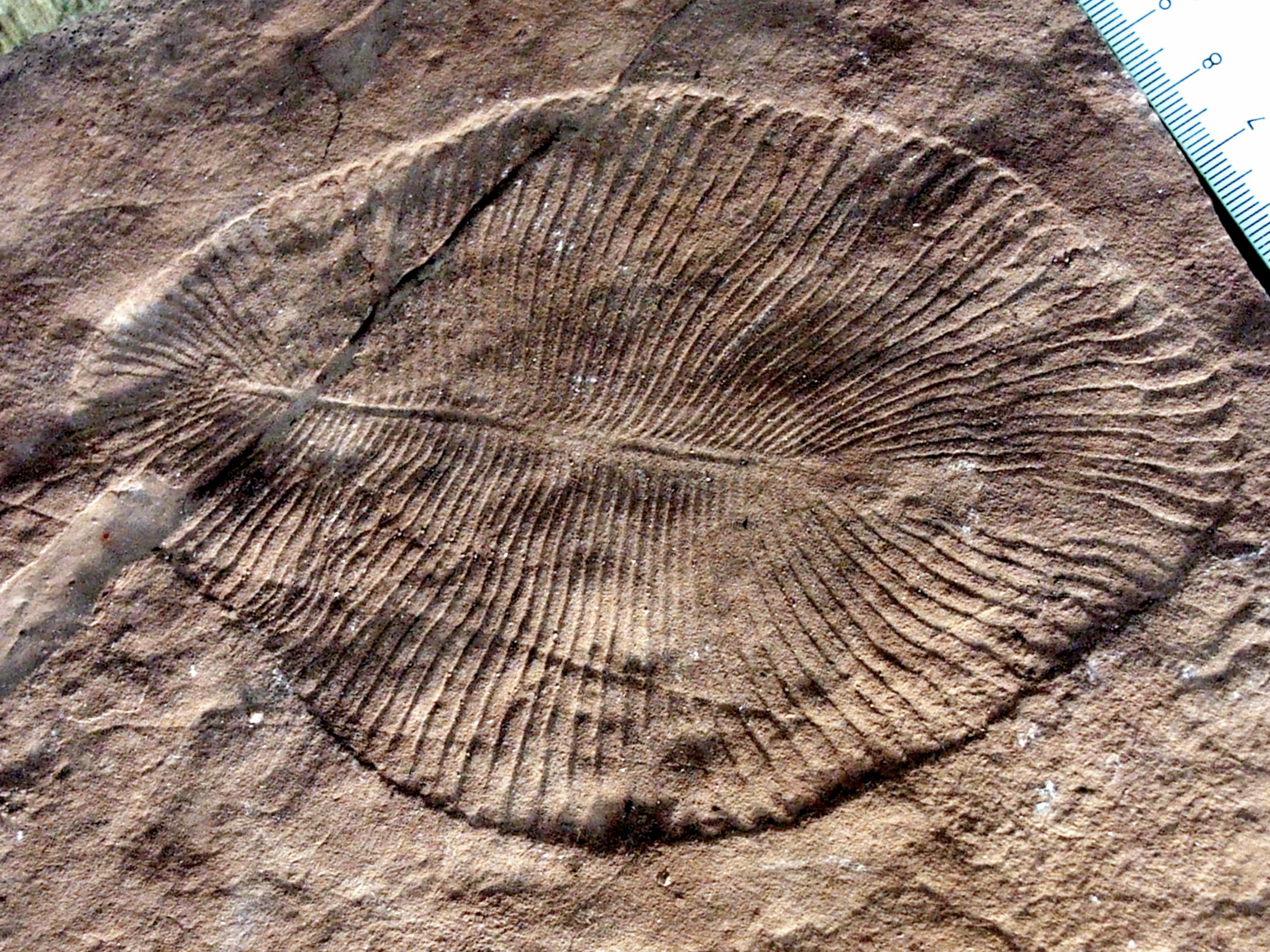 Dickinsonia Costa fossil