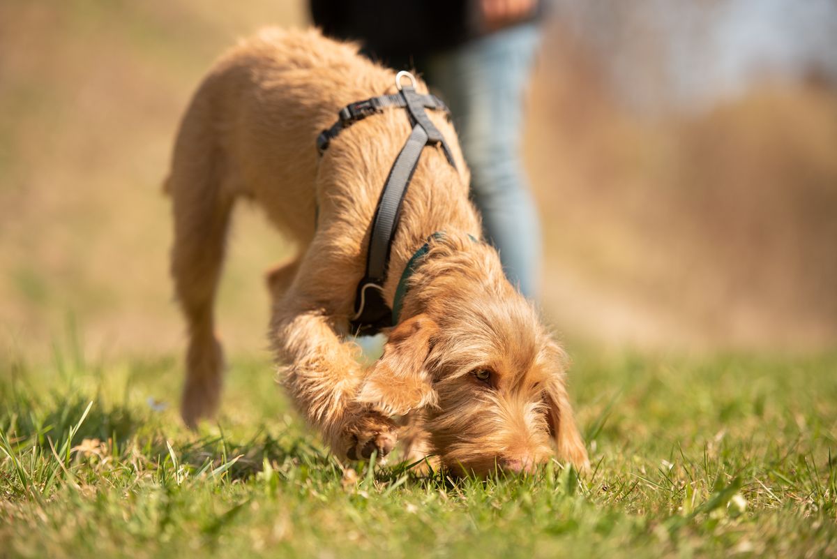 Brown dog sniffing the grass on a walk