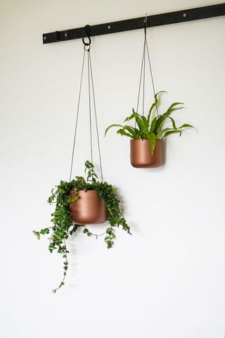 Botanical Accents hanging Metallic planter from Ivyline