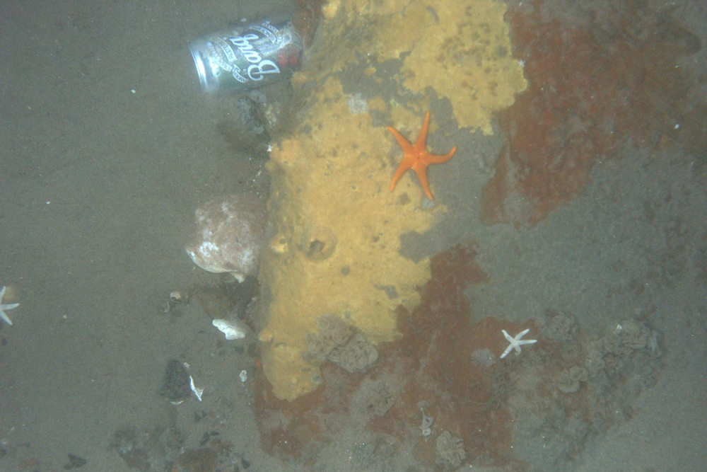 habcam, ocean habitat, marine life images