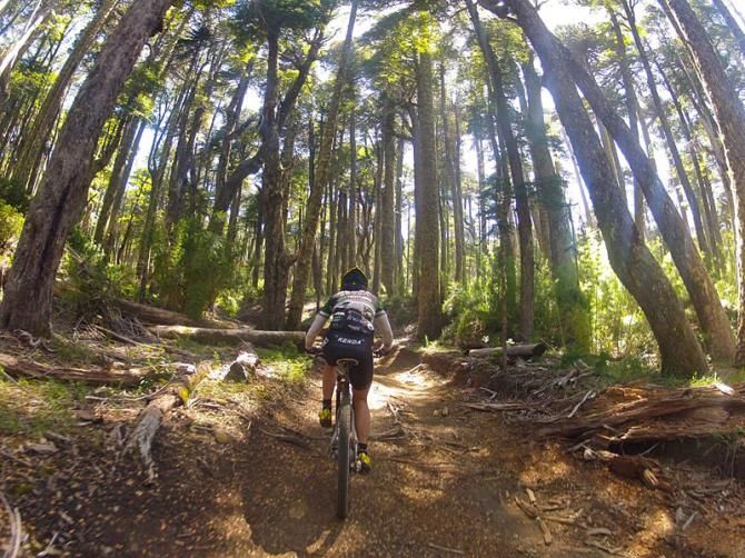 Mary McConneloug rides through Old growth Araucania forest - best part of stage 3.