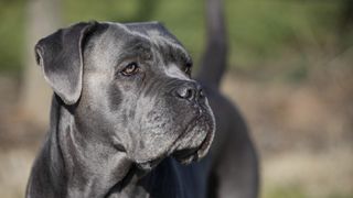 closeup of a cane corso dog without cropped ears