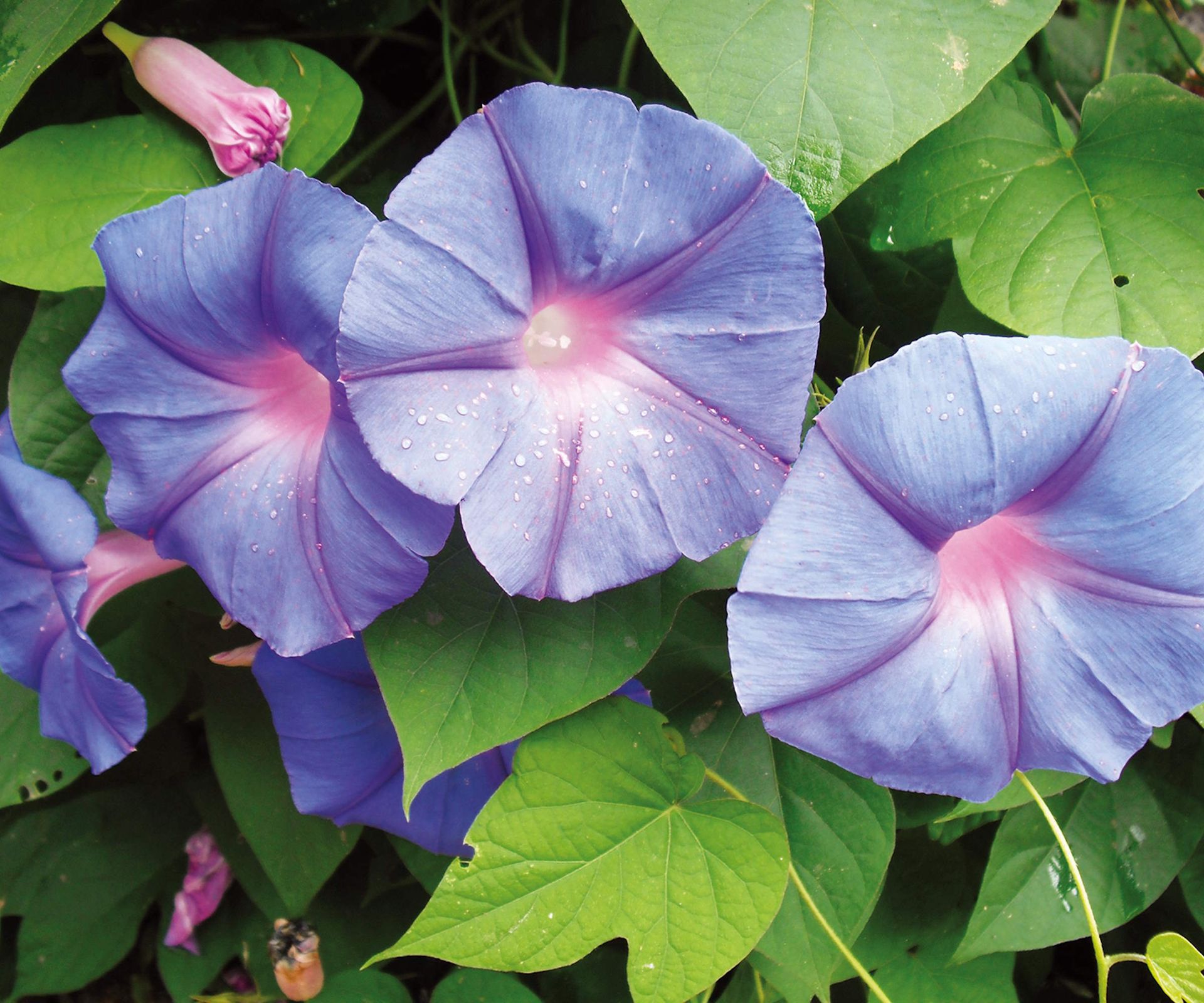 Blue and purple morning glory flowers up close