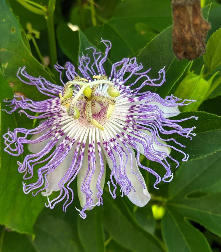 Maypop Purple Passionflower