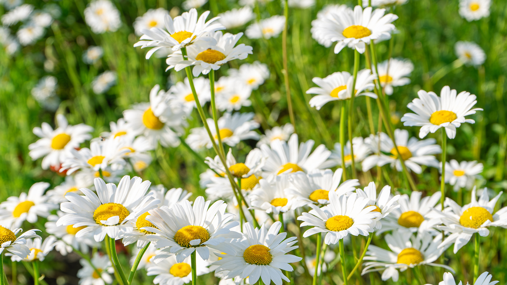 Oxeye daisy