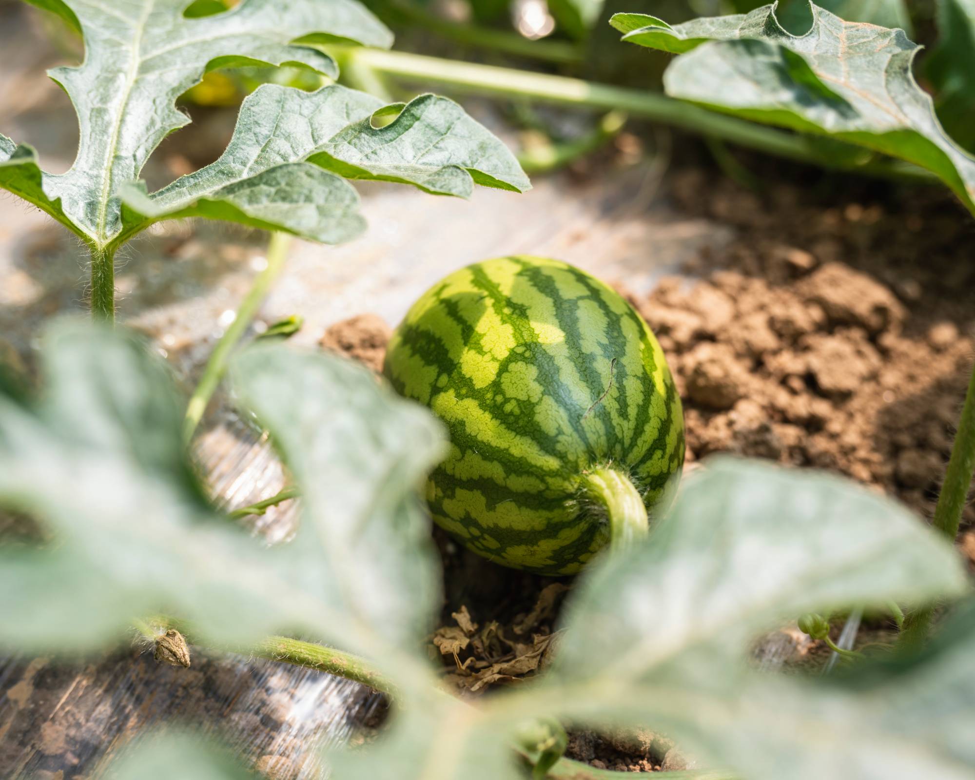 Small watermelon