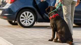 Dog on leash