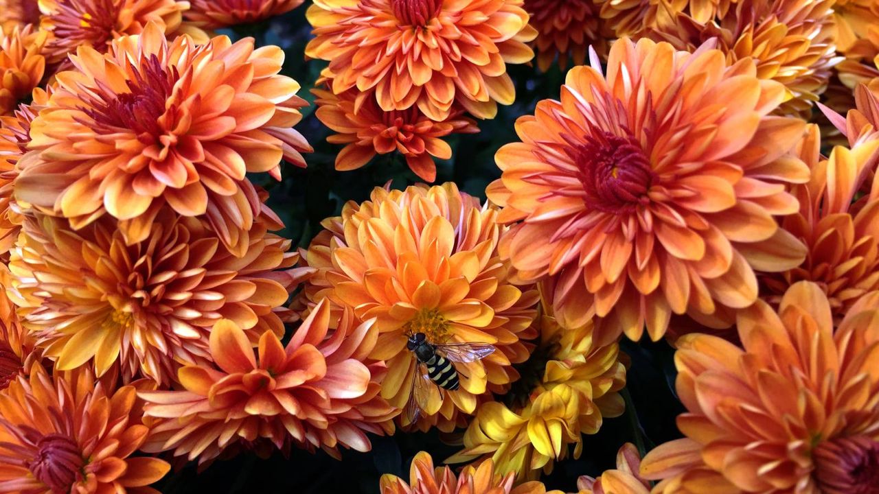 Small hover fly sits on vibrant orange mum flowers