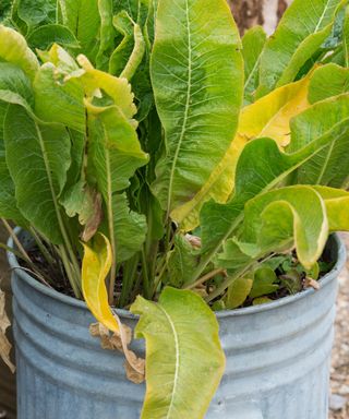 horseradish plants thriving in dustbin container