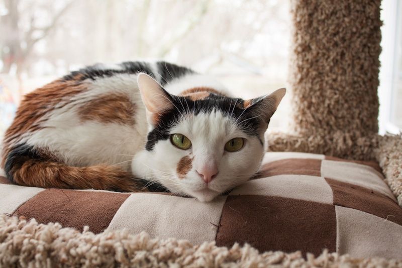 calico cat