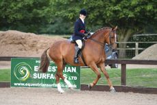 HorseNo42_HunterShow_PN19_36174.jpg