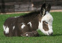 donkey-foal.jpg