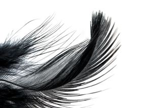 Drawing of a black feather
